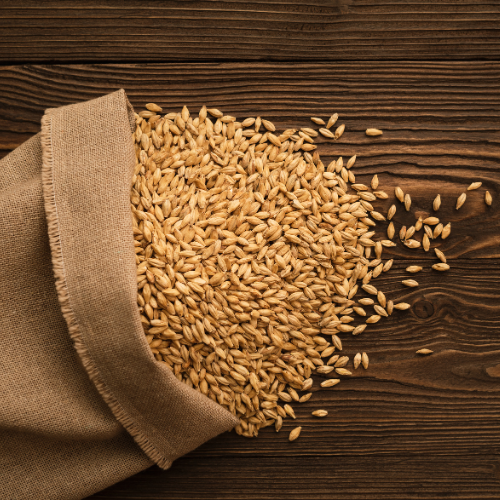 Barley – Ancient Grain with Modern Benefits - nutriworld