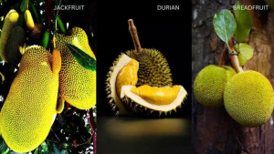 Not All Spikes Are the Same! Durian, Jackfruit & Breadfruit – 3 Lookalike Fruits That’ll Surprise You!