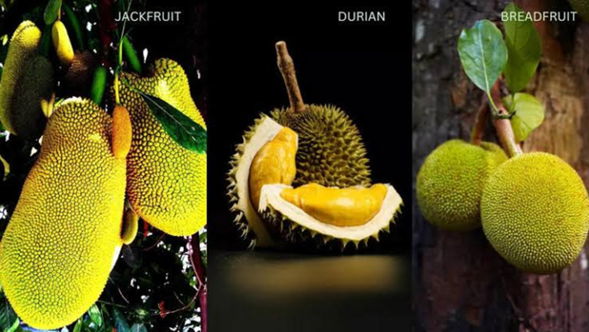 Not All Spikes Are the Same! Durian, Jackfruit & Breadfruit 3 Lookalike Fruits That’ll Surprise You!