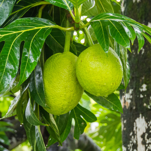 breadfruit