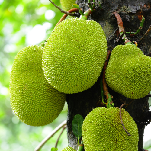 jackfruit