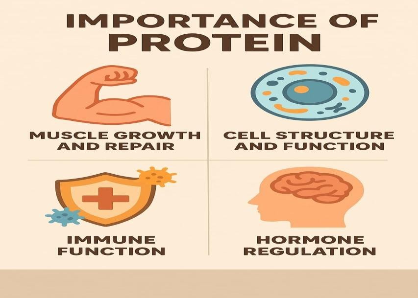 importance of protein